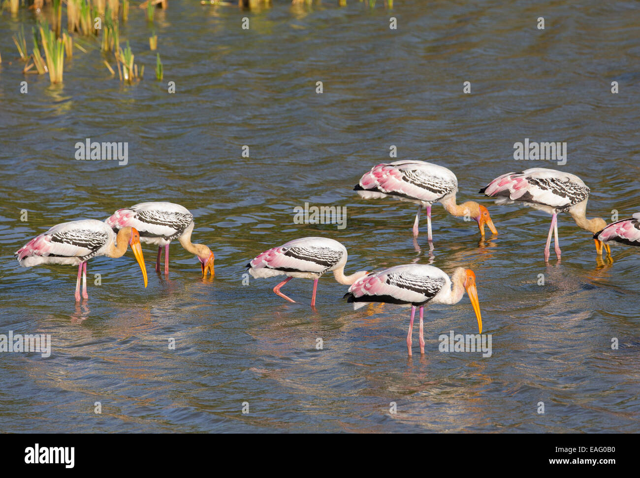 Dipinto di Stork (Mycteria leucocephala) alimentazione in un lago, Yala National Park, Sri Lanka Foto Stock