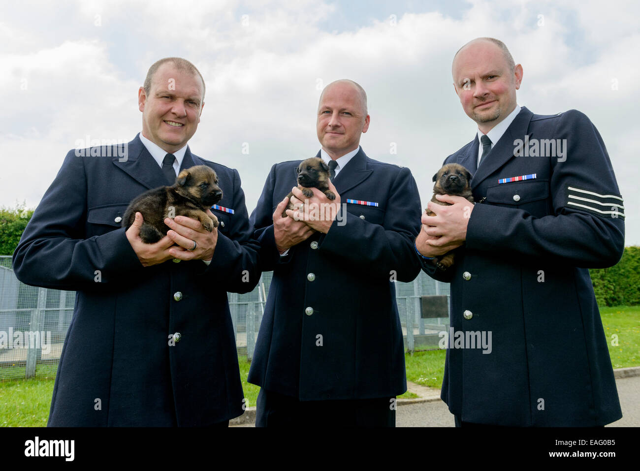 Questi tre Metropolitan Police Service di cani sono ciascuna azienda un giovane pastore tedesco cucciolo di cane. Foto Stock