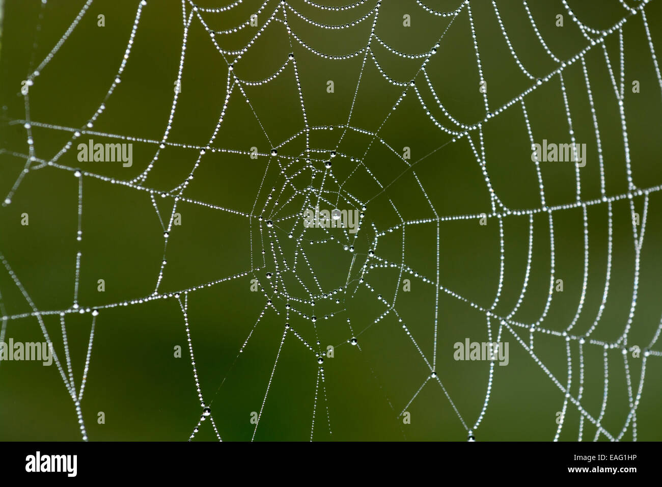 Spider Web contemplati all'inizio di rugiada di mattina Inghilterra Foto Stock