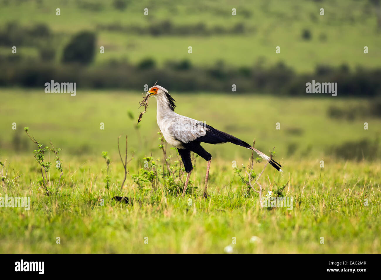 Secretarybird o segretario bird (Sagittarius serpentarius) nella savana del Kenya, Africa Foto Stock