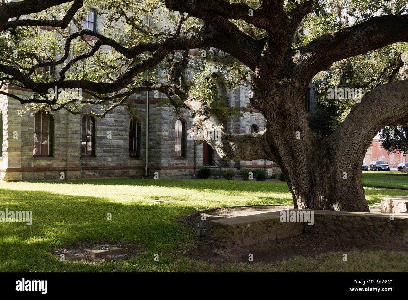 Secolare Live Oak tree si siede sul prato del Goliad County Courthouse in Goliad, Texas, Stati Uniti d'America. Foto Stock