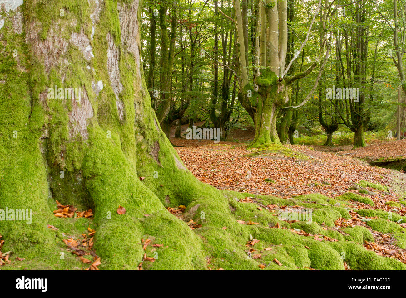 Foresta Otzarreta, Gorbea Parco Naturale, Biscaglia, Paesi Baschi Foto Stock