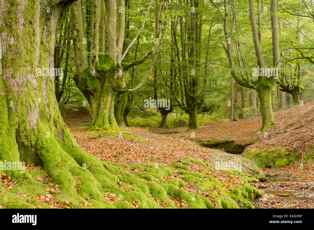 Foresta Otzarreta, Gorbea Parco Naturale, Biscaglia, Paesi Baschi Foto Stock
