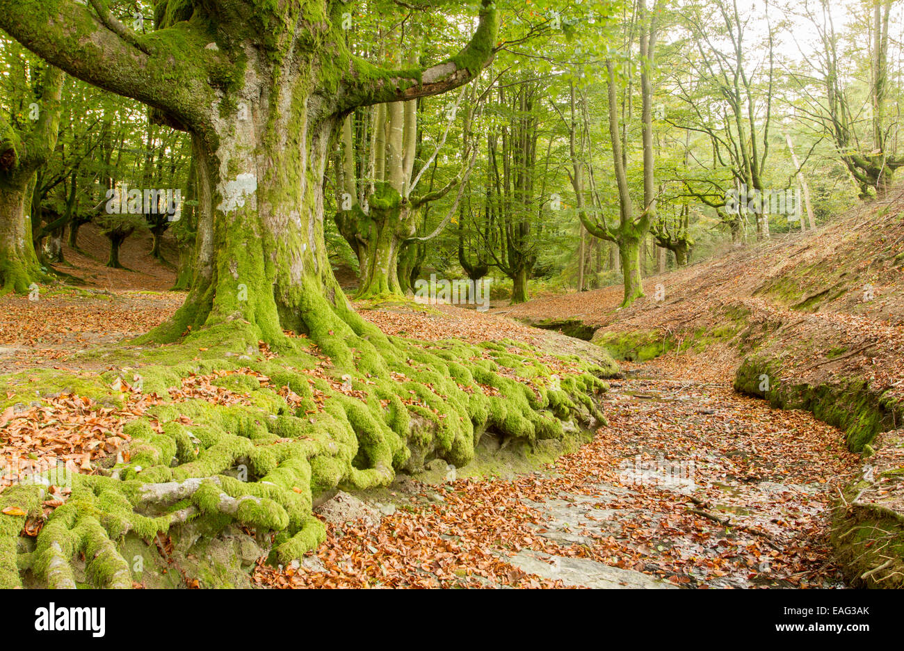 Foresta Otzarreta, Gorbea Parco Naturale, Biscaglia, Paesi Baschi Foto Stock