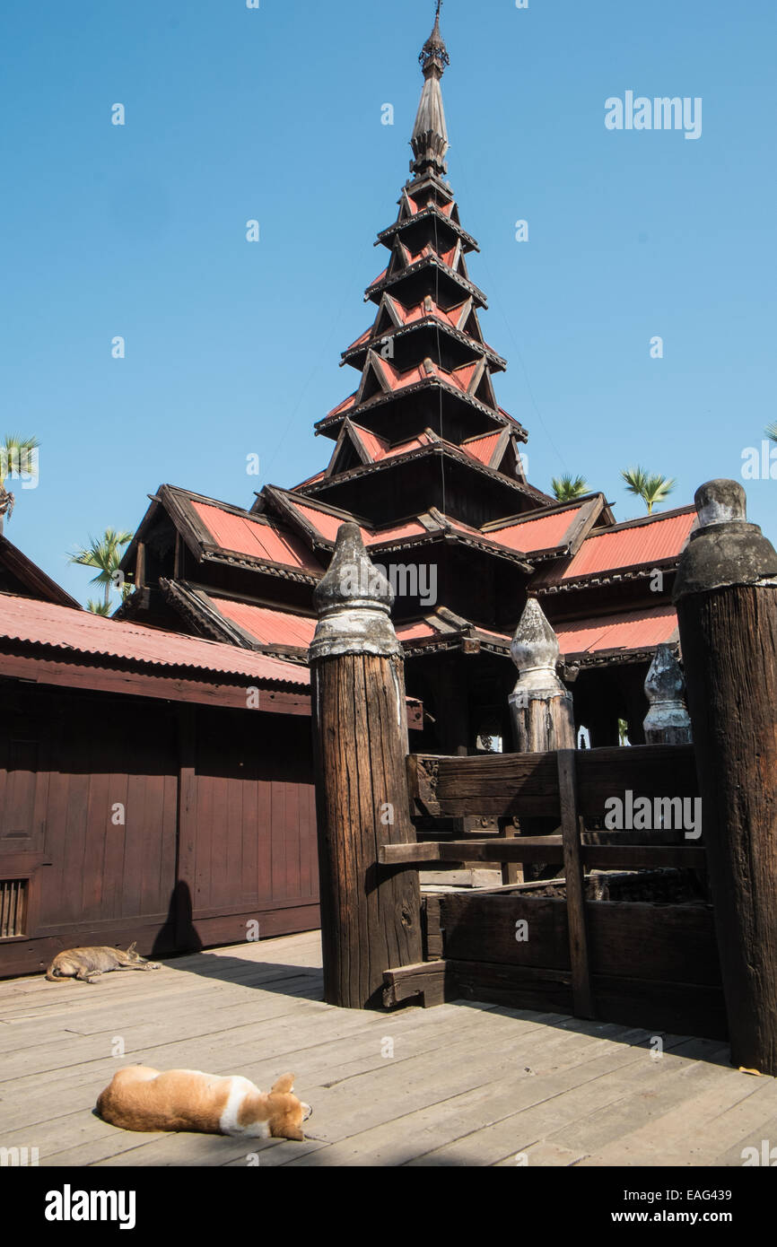 Cani,dog,animale,animali,sonno, addormentato,a dormire Bagaya Kyaung monastero,tempio,Inwa,Ava, vicino a Mandalay,birmania, myanmar, Asia sud-orientale, Asia,asiatica, Foto Stock