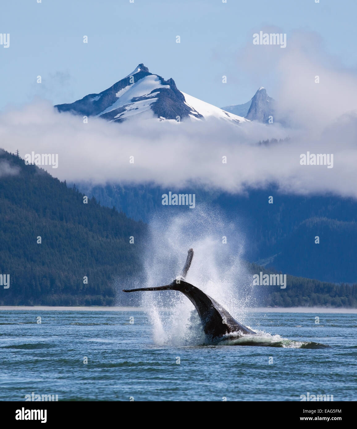 John,Hyde,Alaska,Coastal,giorno,Fluke,Humpback Foto Stock