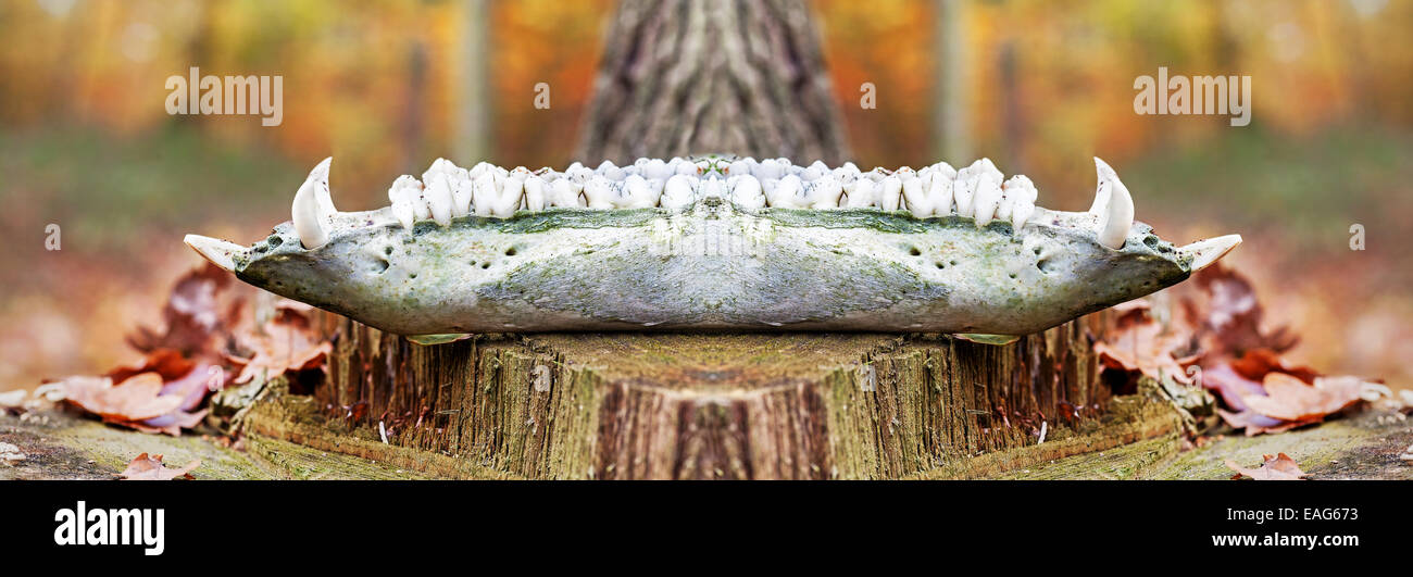 Vista panoramica di cinghiale la ganascia inferiore nella foresta. Foto Stock