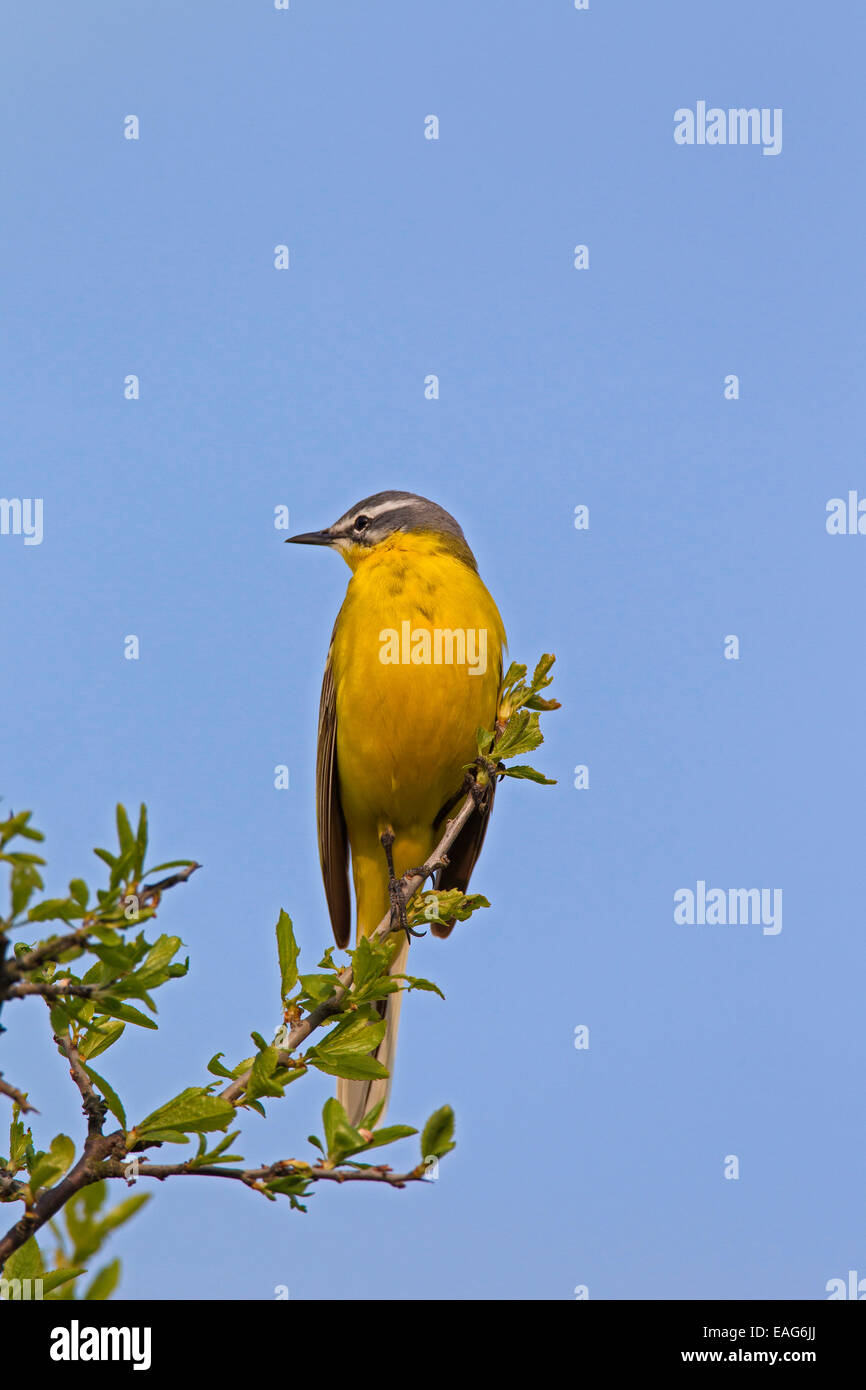 Western wagtail giallo (Motacilla flava), maschio arroccato su ramoscello in primavera Foto Stock