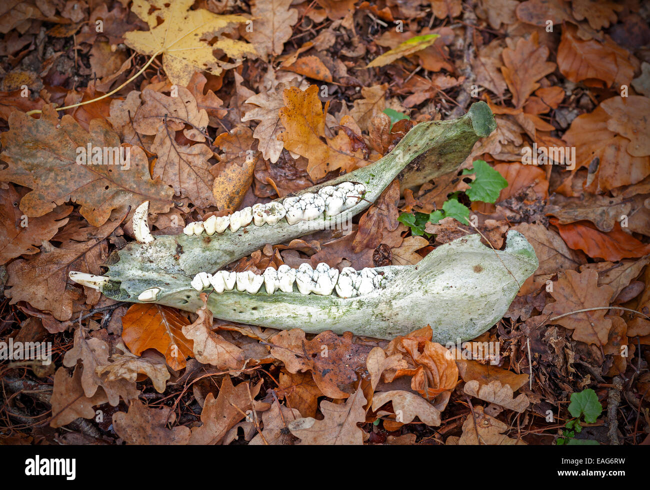 La ganascia inferiore di un cinghiale nella foresta. Foto Stock