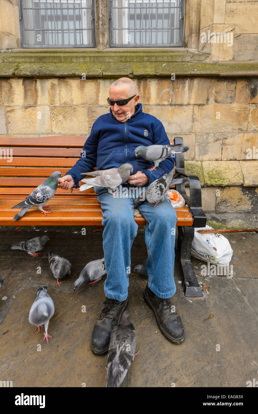 Un sorridente uomo anziano in occhiali da sole avvolgente alimentare gli uccelli seduto su un centro urbano banco in York, Regno Unito Foto Stock