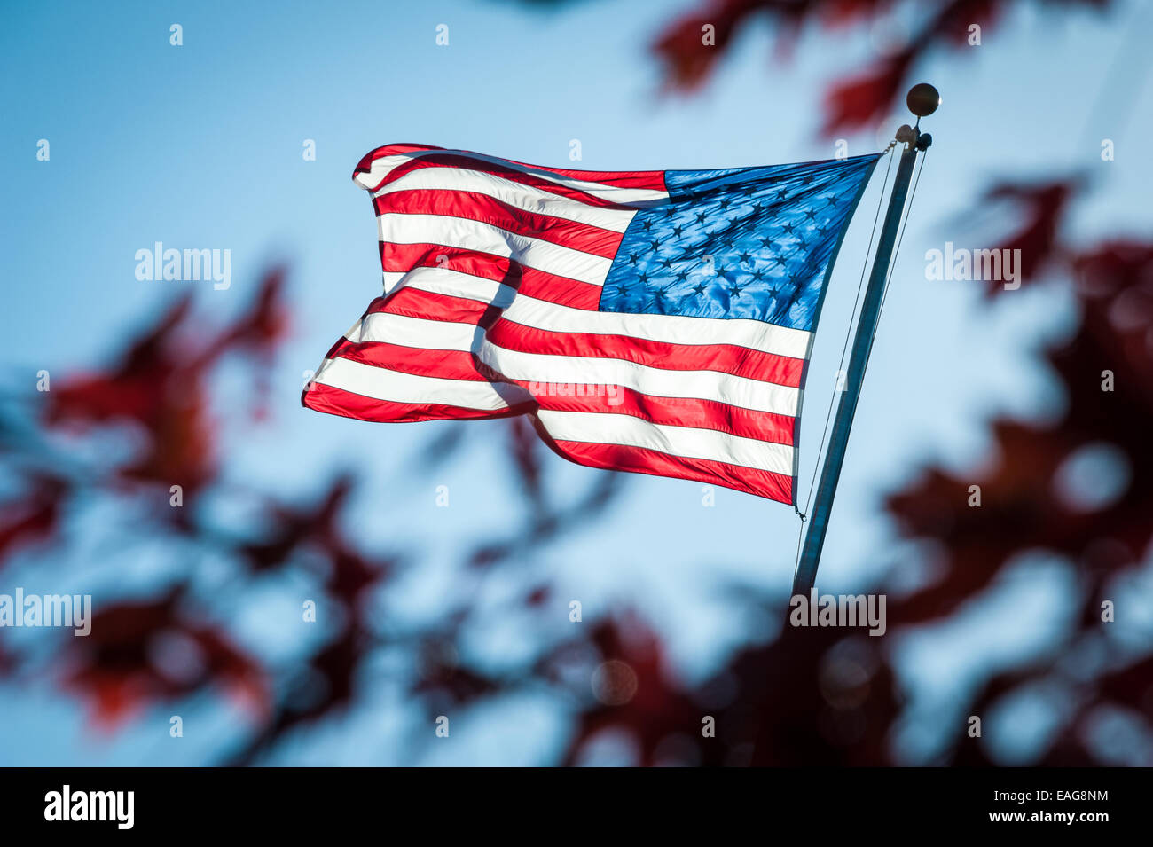 Vista maestosa del sole spiegata bandiera contro un cielo blu chiaro come si vede attraverso uno spazio tra il rosso scuro fogliame. Foto Stock