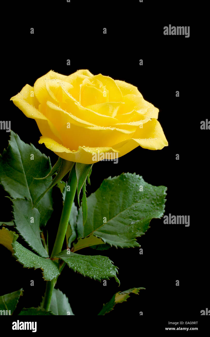 Bella rosa gialla su sfondo nero Foto Stock