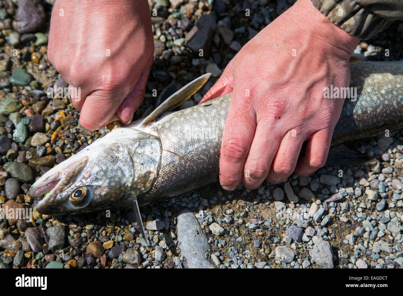 Un uomo che pulisce una trota di lago pesce (Salvelinus namaycush) sul Lago di coregone in coregoni, Montana. Foto Stock