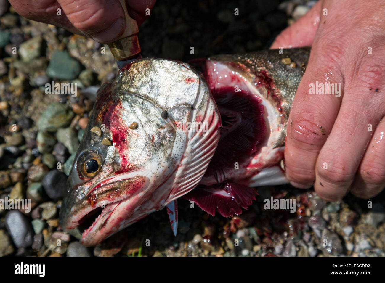 Un uomo che pulisce una trota di lago pesce (Salvelinus namaycush) sul Lago di coregone in coregoni, Montana. Foto Stock