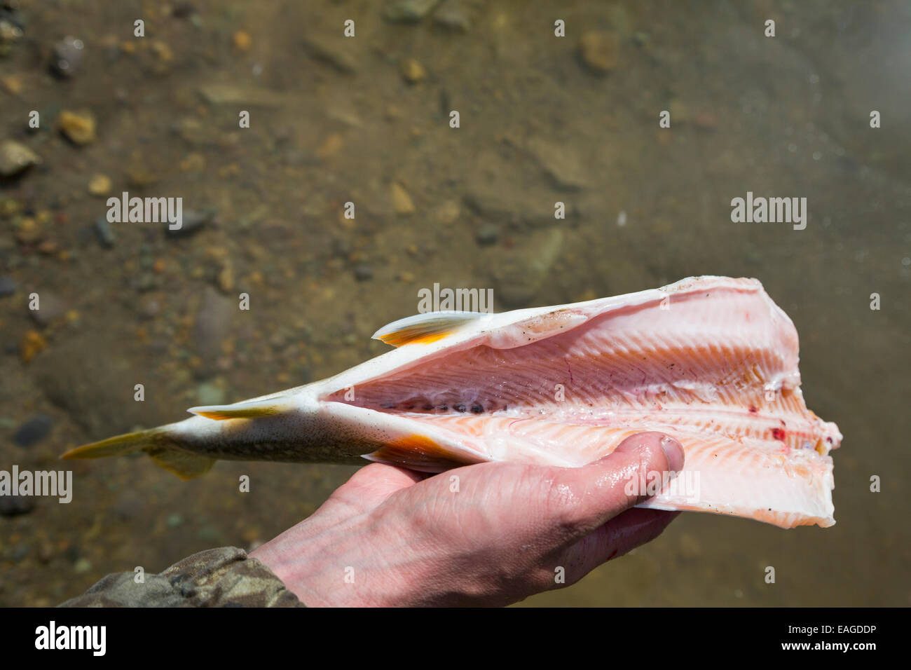 Un uomo che pulisce una trota di lago pesce (Salvelinus namaycush) sul Lago di coregone in coregoni, Montana. Foto Stock