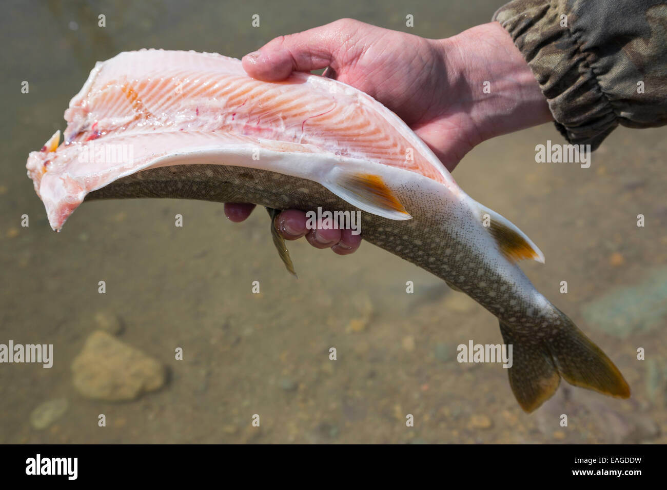 Un uomo che pulisce una trota di lago pesce (Salvelinus namaycush) sul Lago di coregone in coregoni, Montana. Foto Stock