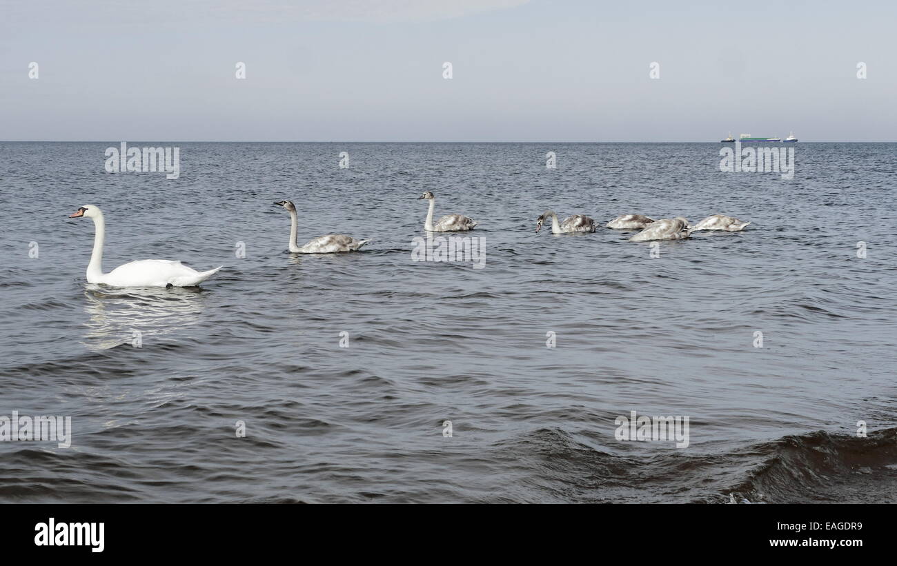 Grande famiglia Swan per il Mar Baltico Foto Stock