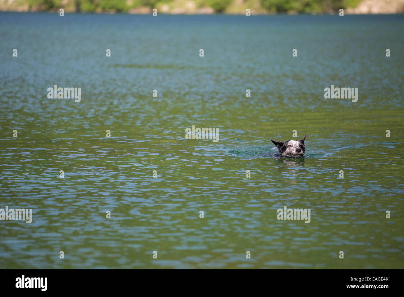 Un cane nuota in un lago alpino. Foto Stock