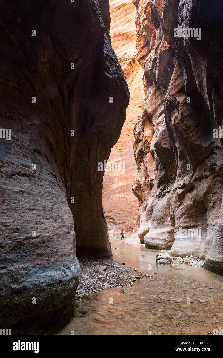Una persona che si trova presso il Canyon Orderville giunzione nel si restringe in Sion. Foto Stock