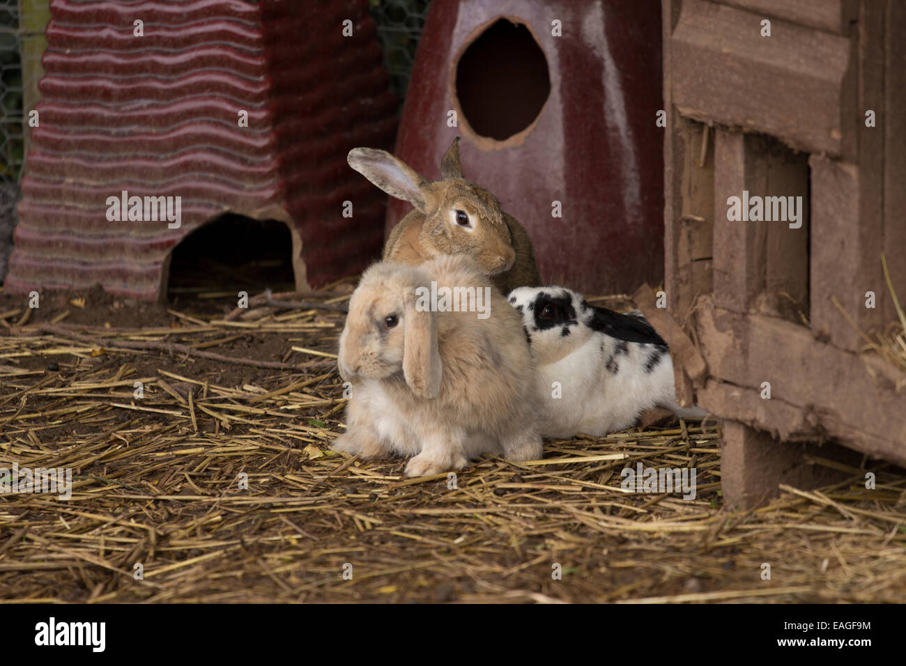 Gruppo di coniglio Foto Stock
