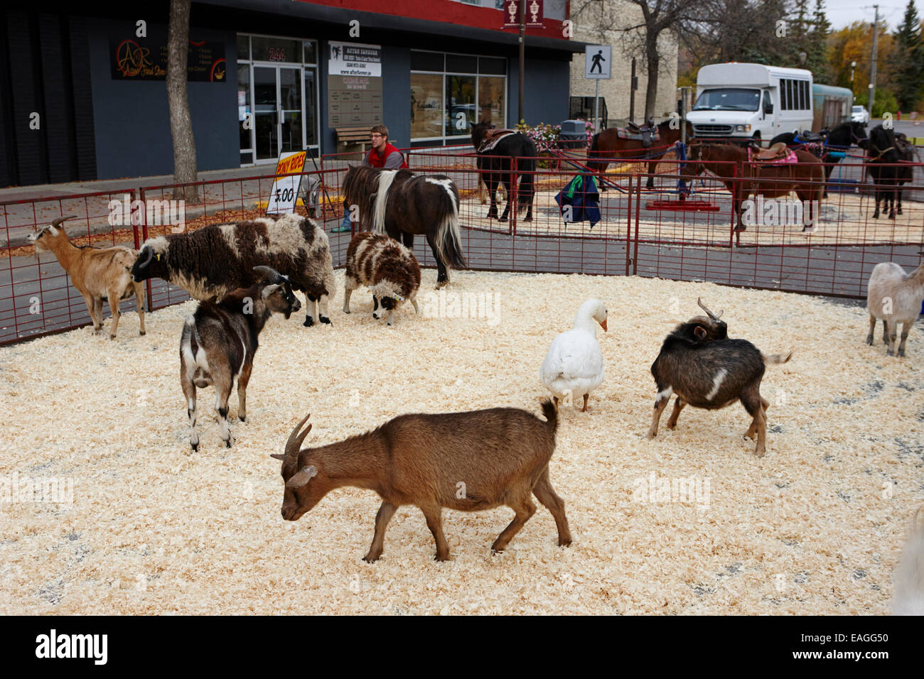 Animali da cortile petting zoo a al fair value corrente swift Saskatchewan Canada Foto Stock