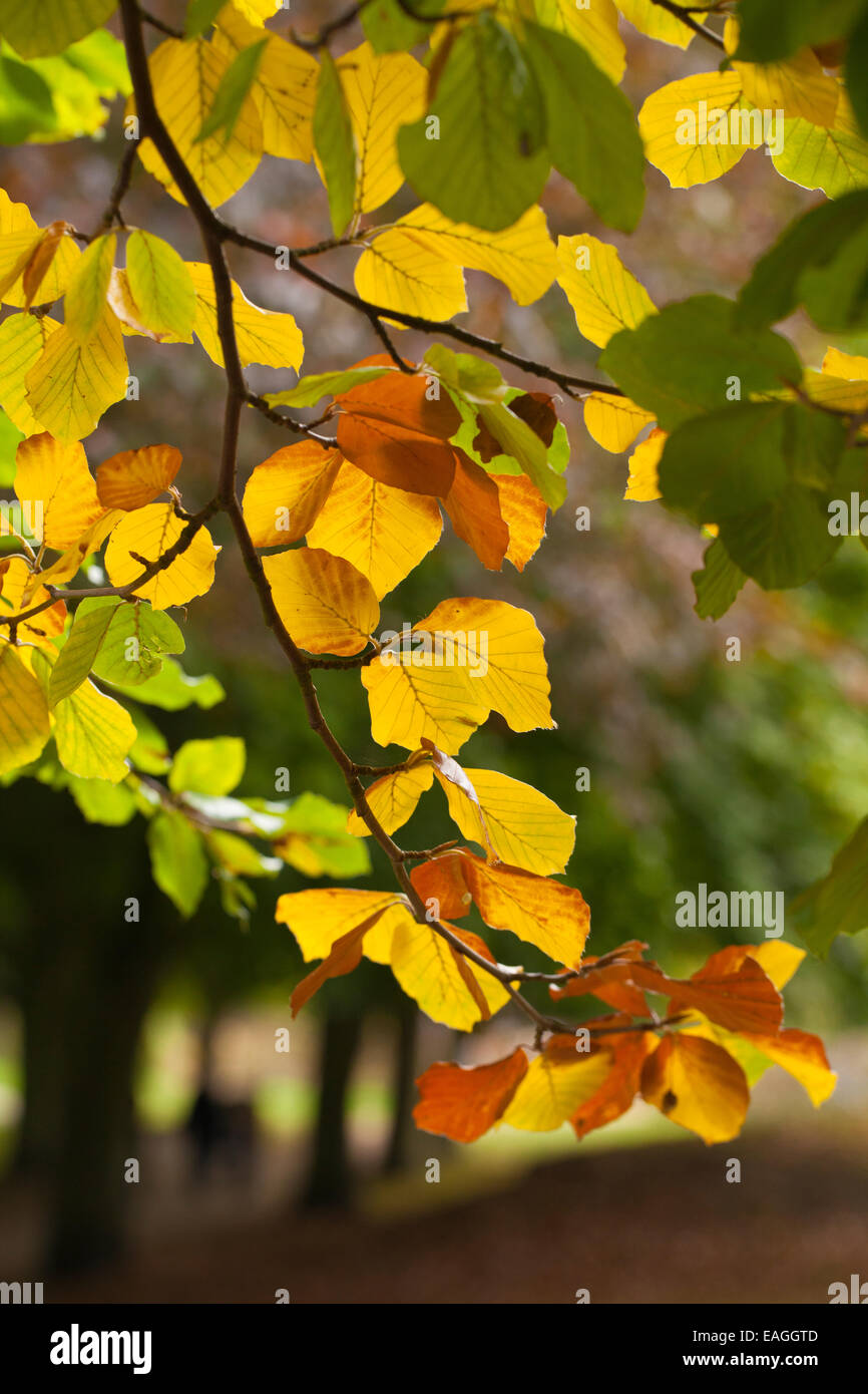 Foglie di autunno su un ramo sospeso verso il basso Foto Stock