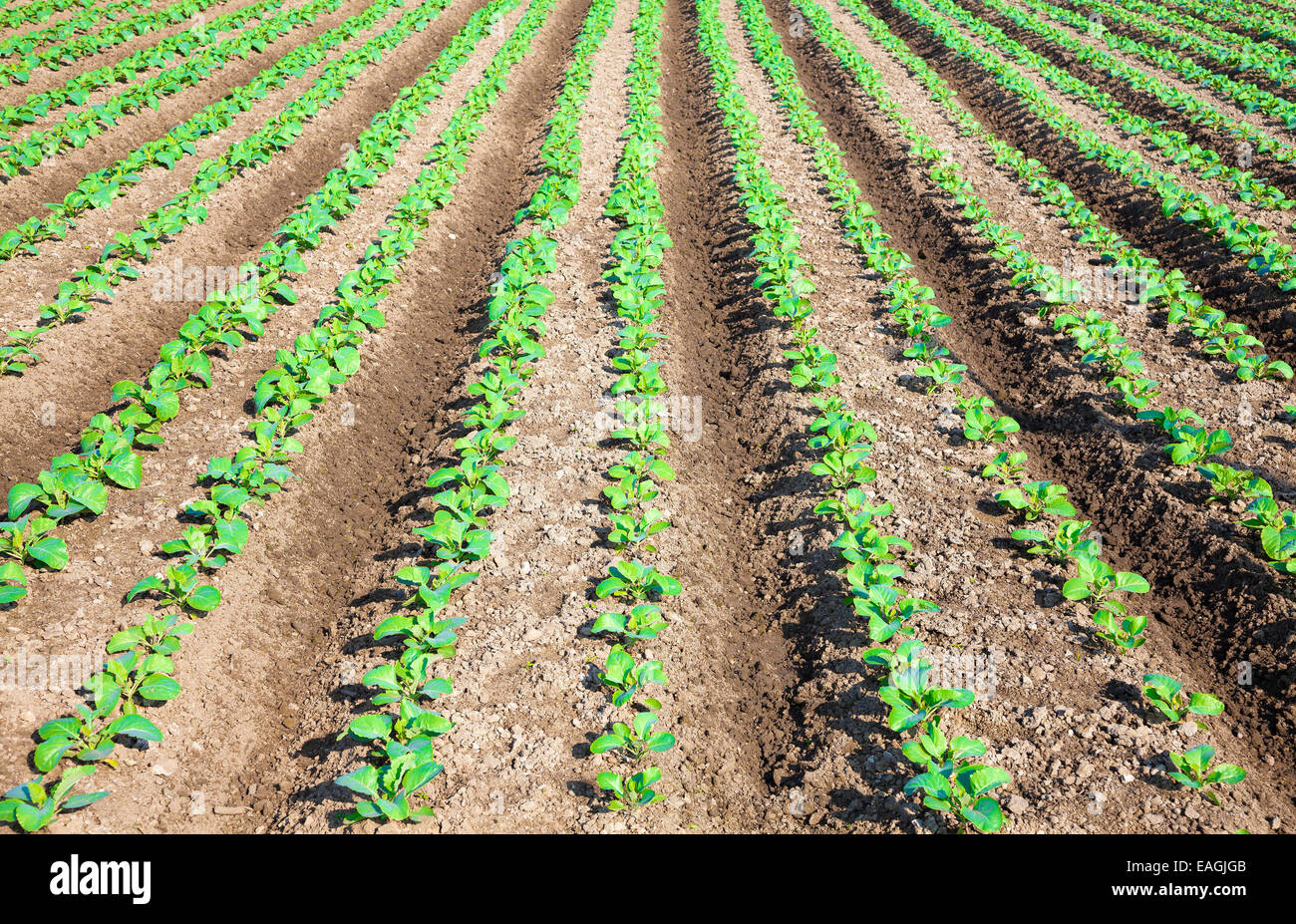 Filari di piante in un coltivato il campo degli agricoltori Foto Stock
