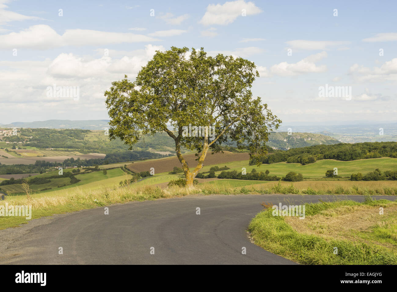 Walnut Tree (Juglans regia), tipico paesaggio della Auvergne, Francia Auvergne Foto Stock