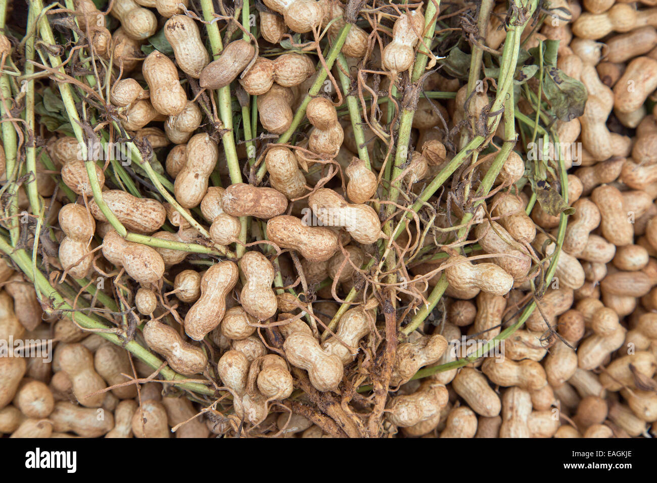 Close-up di invertiti 'Spanish' arachidi sulla pianta. Foto Stock