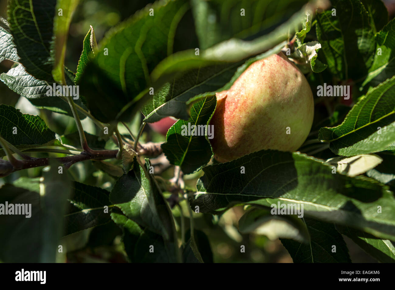 Mele fresche in apple Orchard Foto Stock