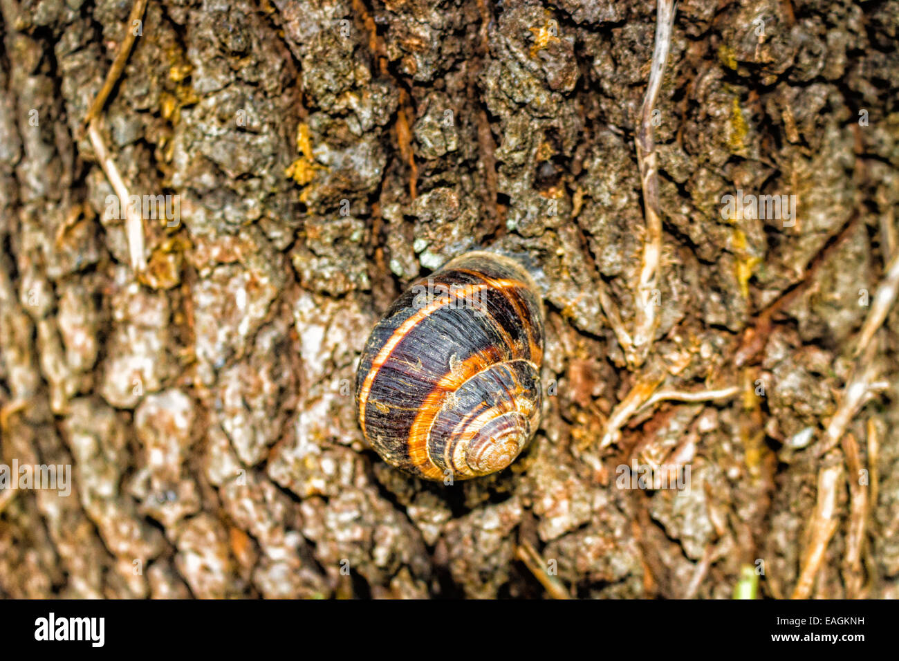 Marrone e nero verticalmente lumaca strisciando sul sughero del tronco di pino Foto Stock