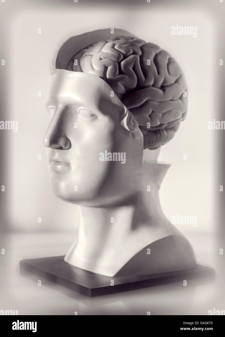 Testa anatomica modello del cervello Foto Stock