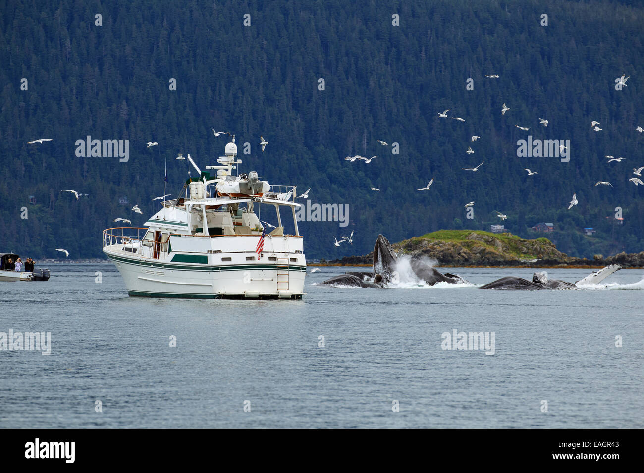 John,Hyde,Alaska,Bubble-Net,ore diurne Foto Stock