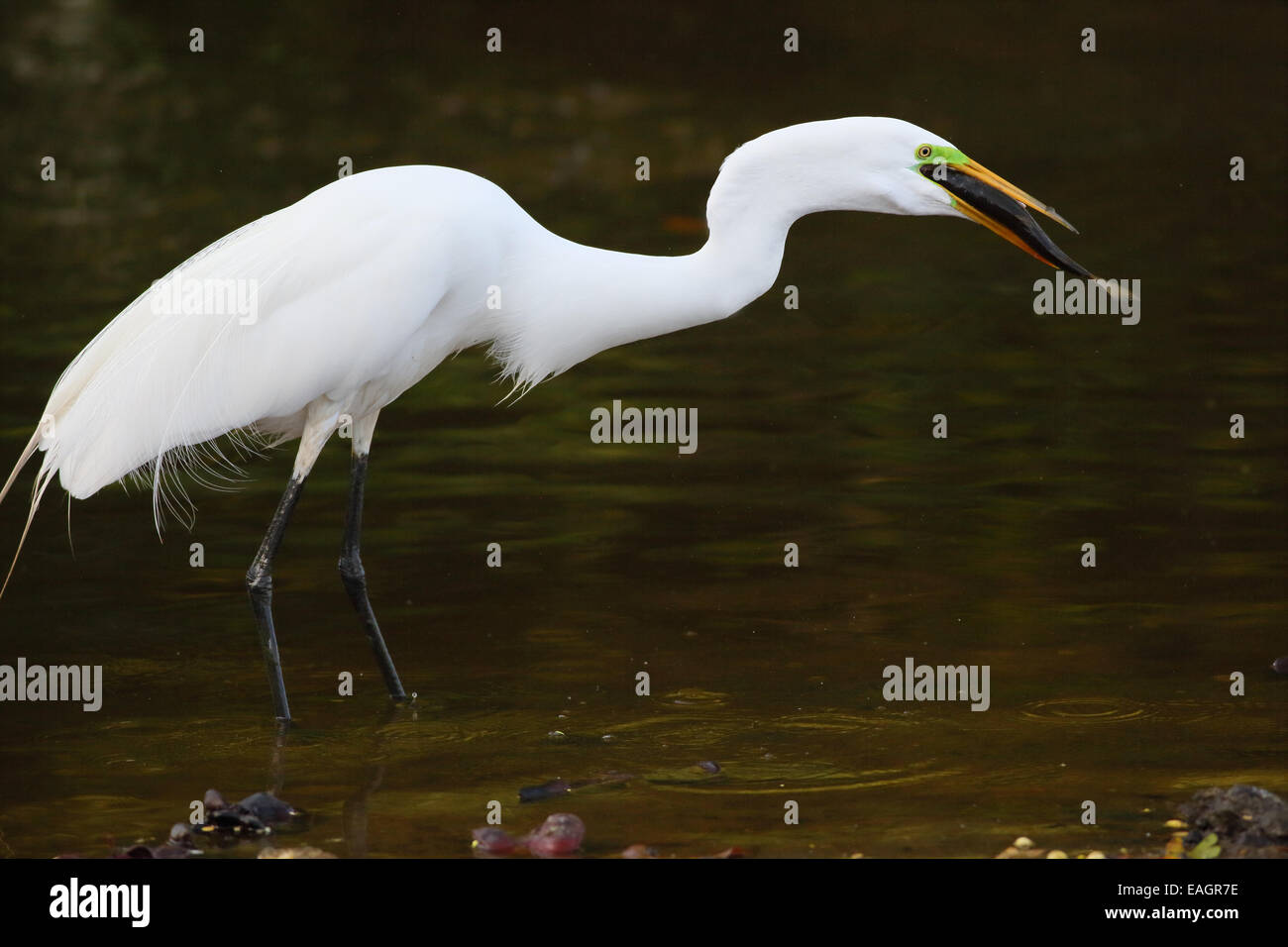 Airone bianco maggiore (Ardea alba) inghiottire un pesce in un flusso in Guanacaste in Costa Rica, America centrale. Foto Stock