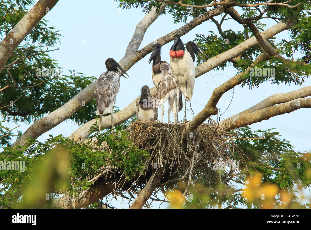 Jabiru Aeroporto (Jabiru Aeroporto mycteria) adulto e della prole nel nido. Tropical foresta secca, Palo Verde National Park, Guanacaste in Costa Rica. Foto Stock