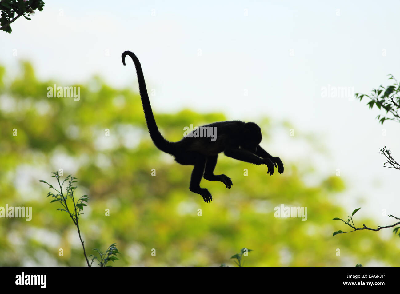 Monkey jump immagini e fotografie stock ad alta risoluzione - Alamy