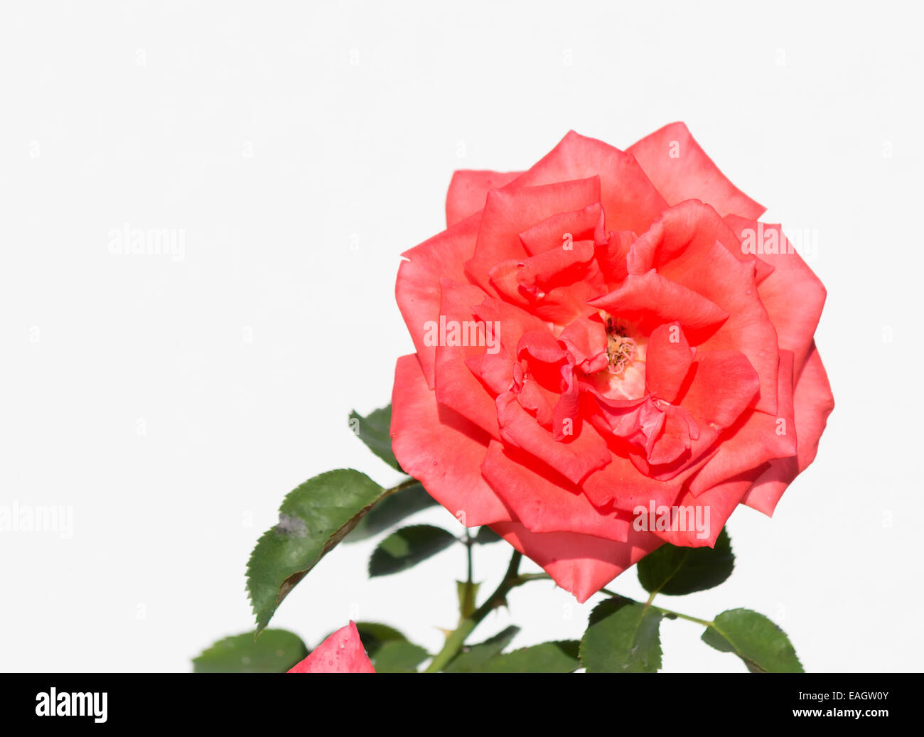 Primo piano di una rosa rossa su sfondo bianco Foto Stock