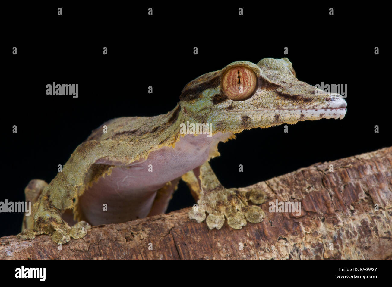 Foglia-tailed gecko / Uroplatus fimbriatus Foto Stock