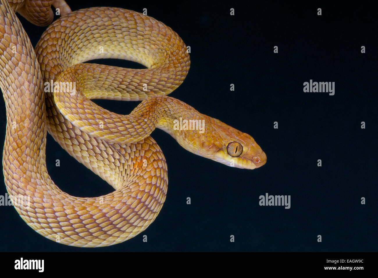 Gatto arabico snake / Telescopus dhara Foto Stock