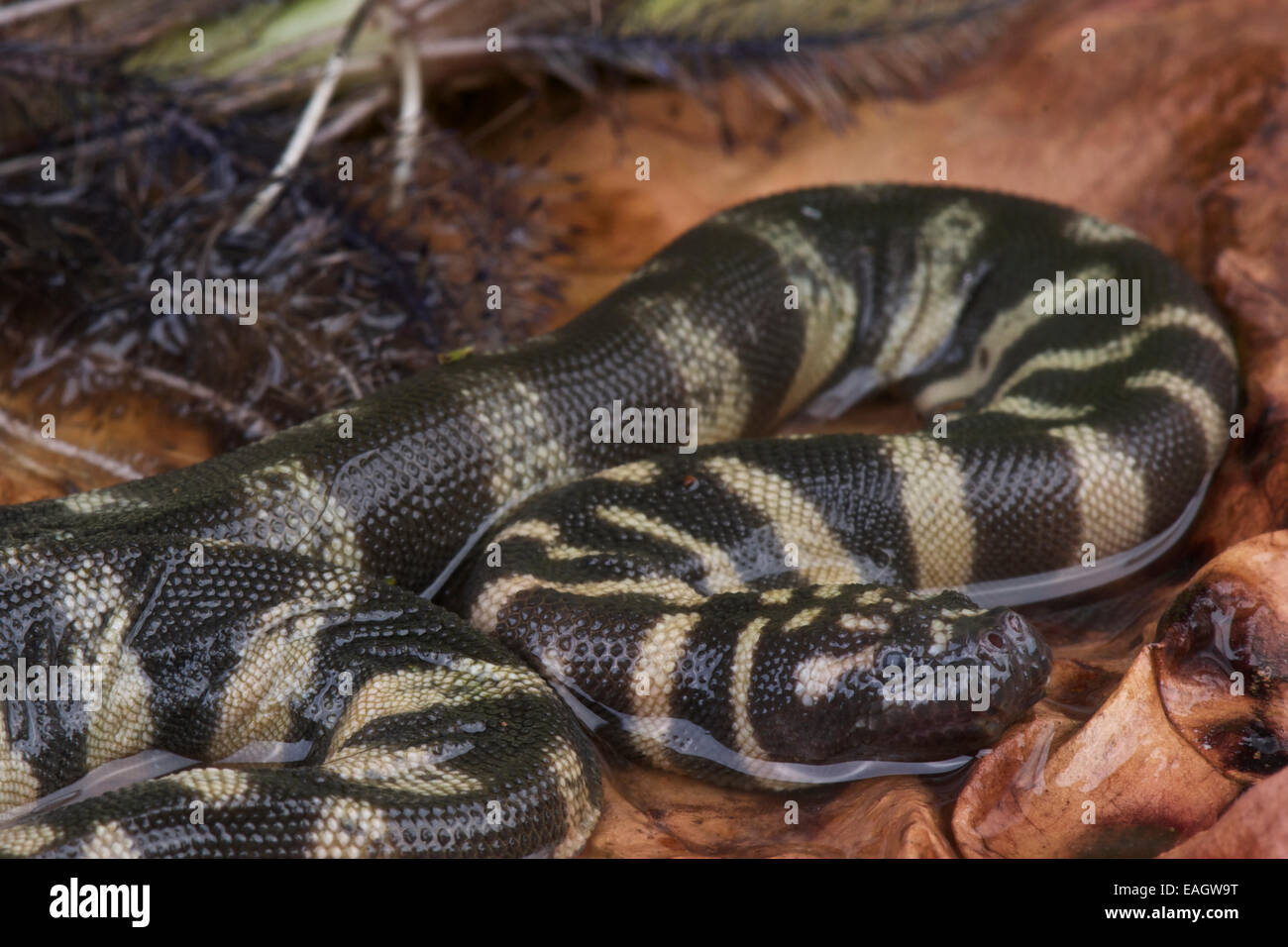 File / serpente Acrochordus granulatus Foto Stock