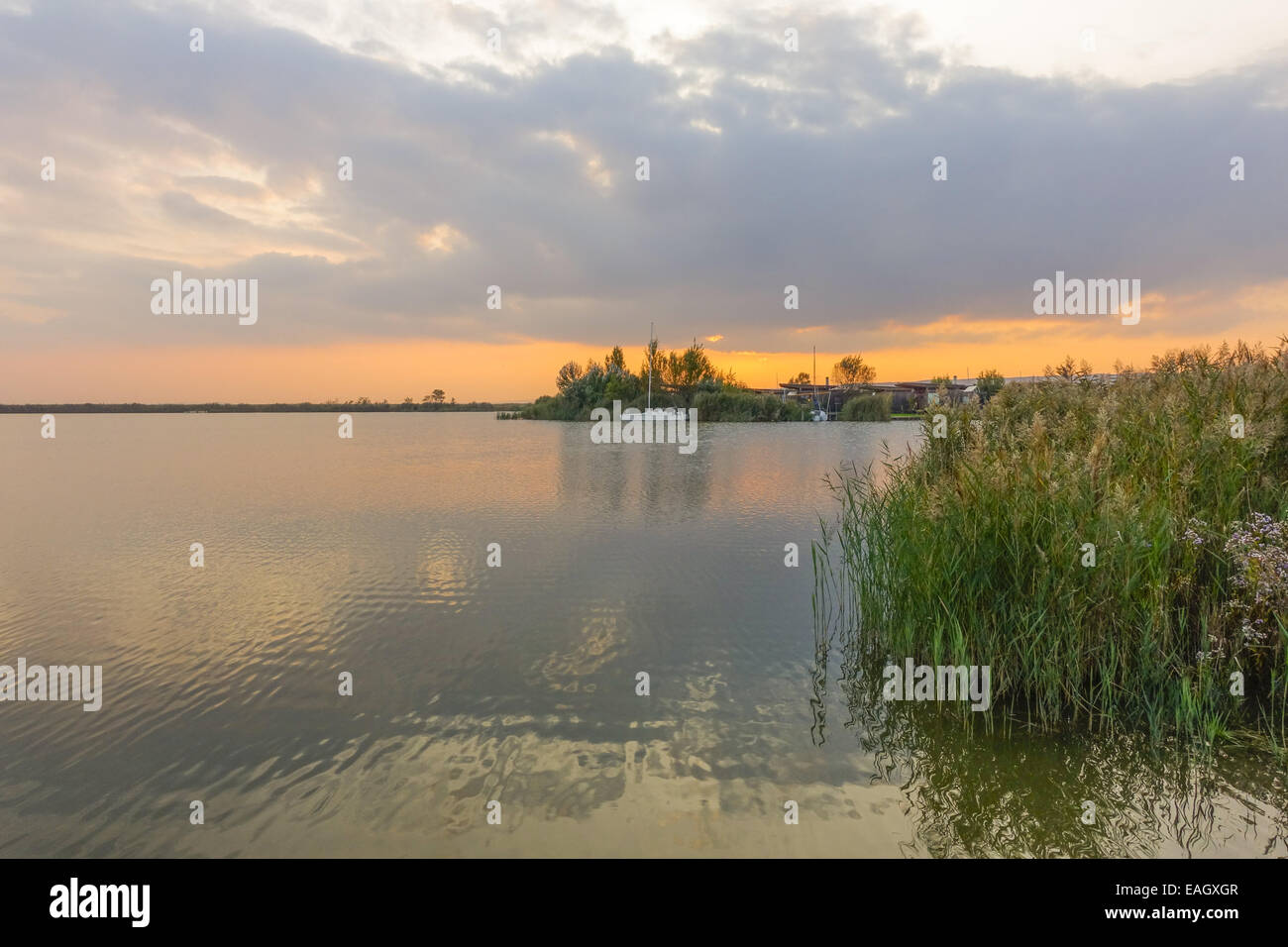 Autunno in azienda vitivinicola borgo di Jois a lago Neusiedler See, Burgenland, Austria, Jois Foto Stock