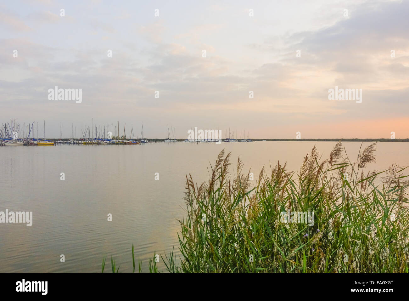 Autunno in azienda vitivinicola borgo di Jois a lago Neusiedler See, Burgenland, Austria, Jois Foto Stock