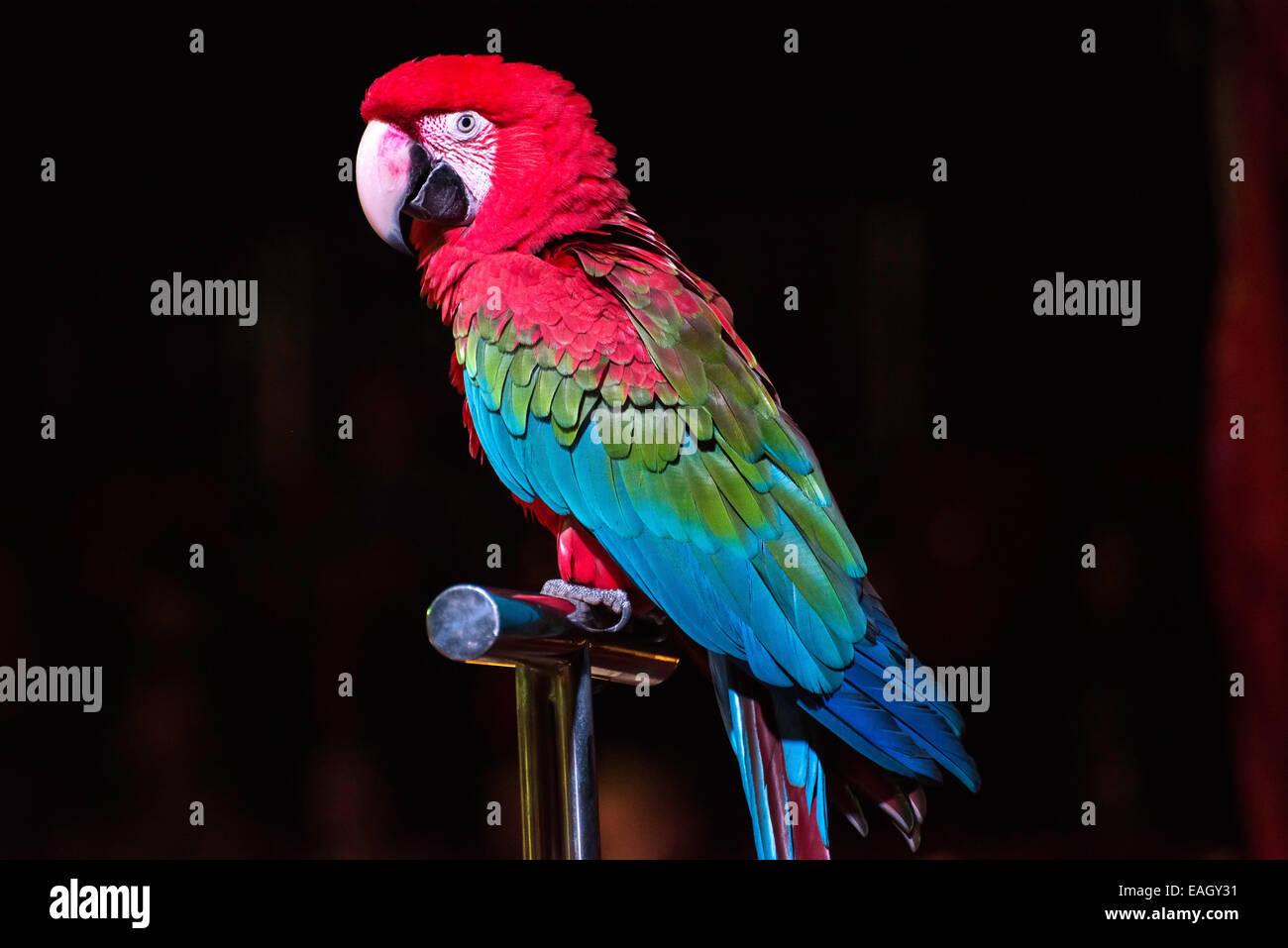 Blue Parrot nel circus Foto Stock