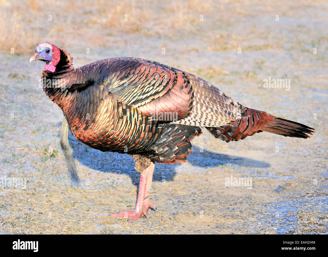 Maschio il tacchino selvatico in piedi in un campo aperto. Foto Stock