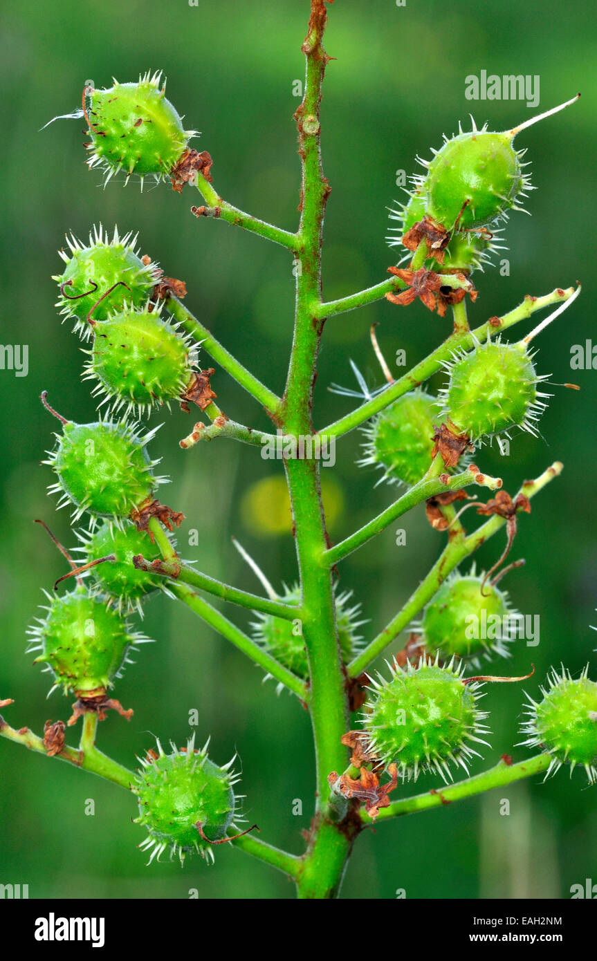 Ippocastani maturazione. Foto Stock