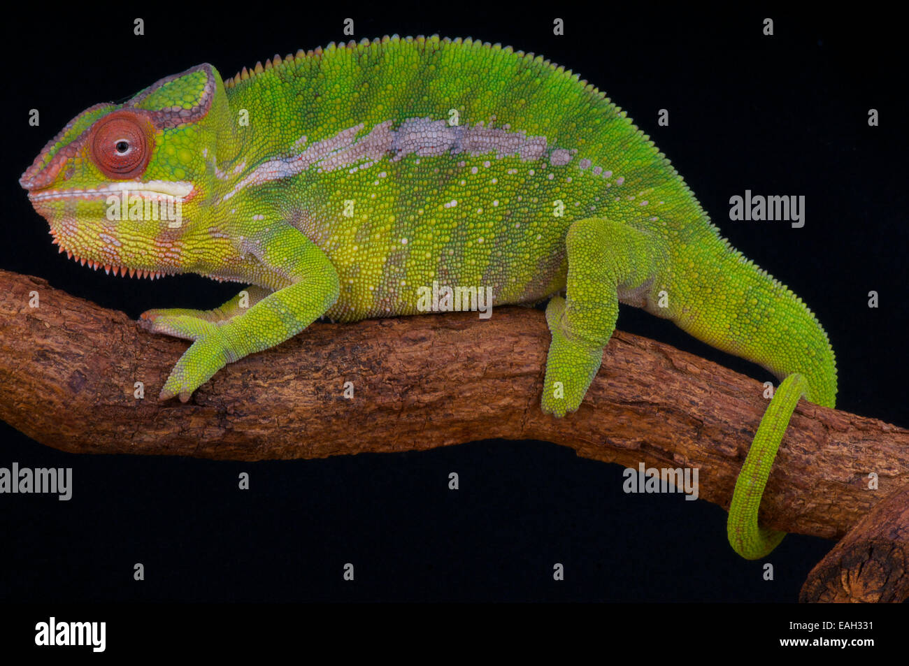 Panther chameleon / Furcifer pardalis Foto Stock