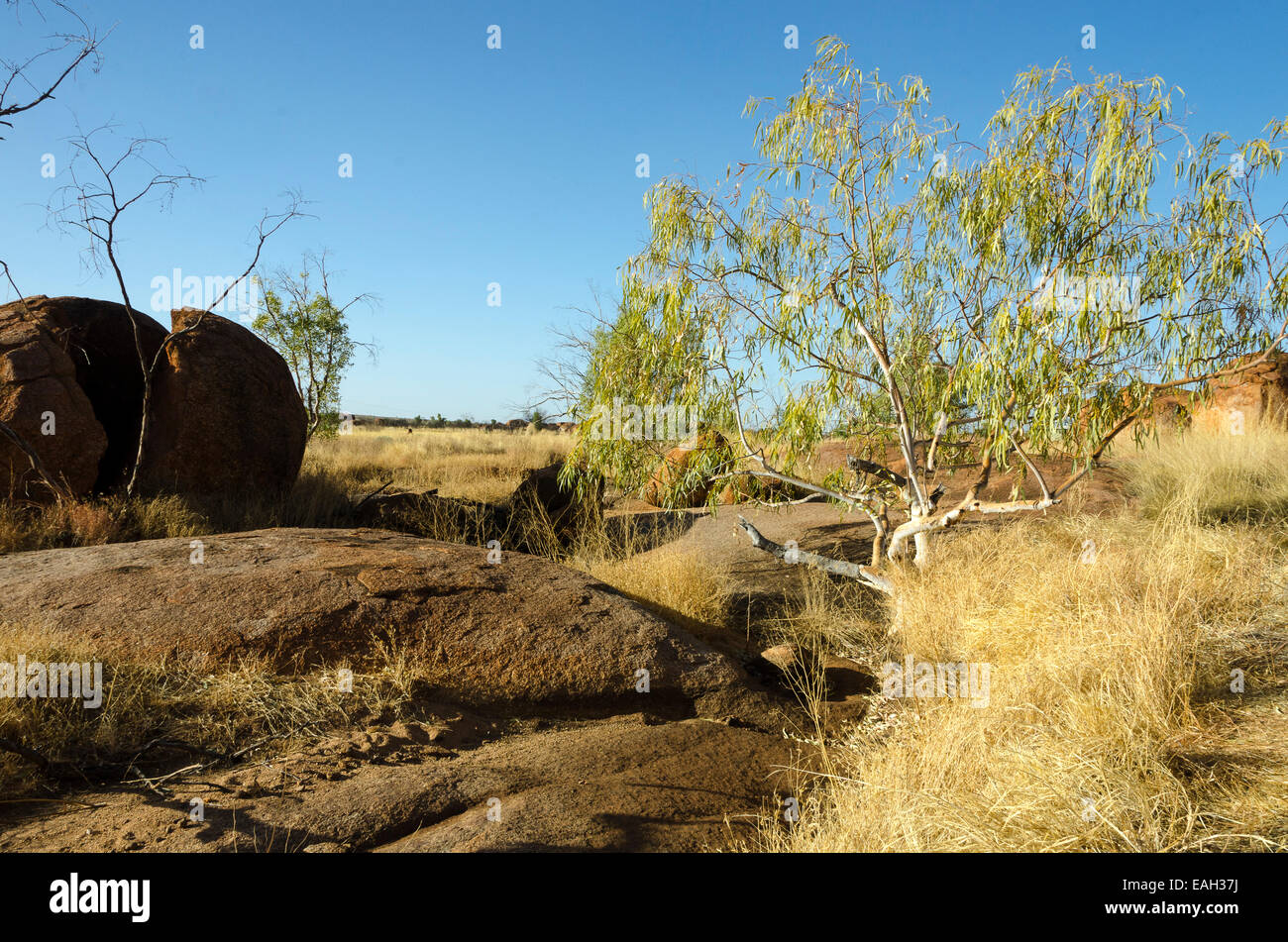 Flusso secco bed, albero e rocce, vicino i diavoli marmi, Territorio del Nord, l'Australia Foto Stock