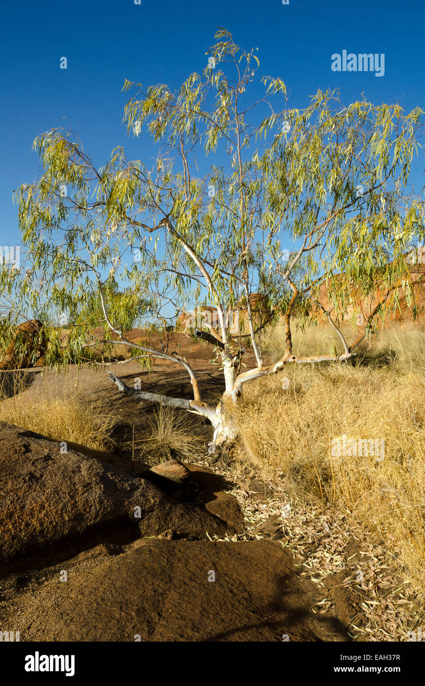 Flusso secco bed, albero e rocce, vicino i diavoli marmi, Territorio del Nord, l'Australia Foto Stock