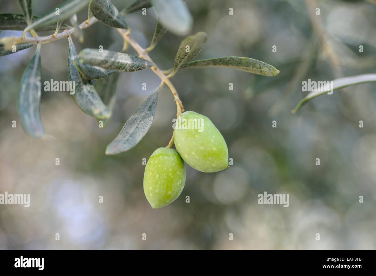 Due olive verdi che crescono su un albero di olivo in Cipro Foto Stock