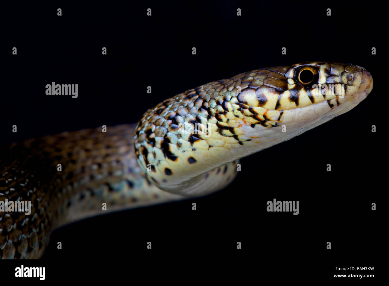 Frusta balcanica snake / Hierophis gemonensis Foto Stock